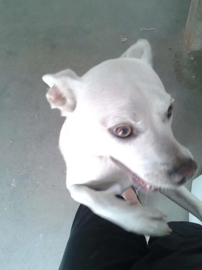 Cachorro raça SRD idade 2 anos nome Kira