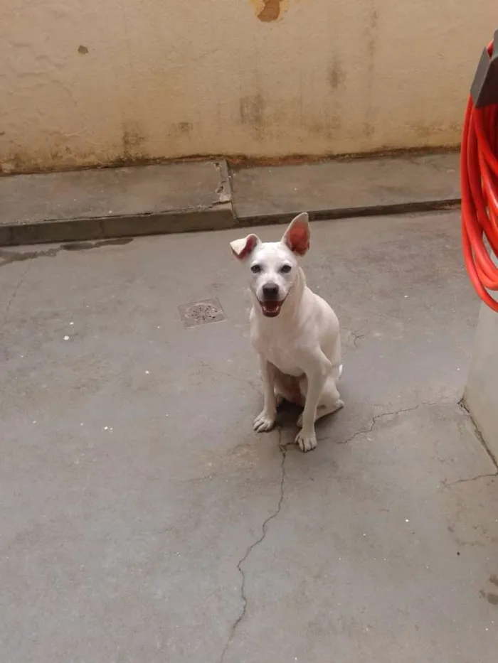 Cachorro raça SRD idade 2 anos nome Kira