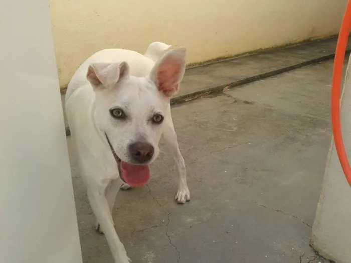 Cachorro raça SRD idade 2 anos nome Kira