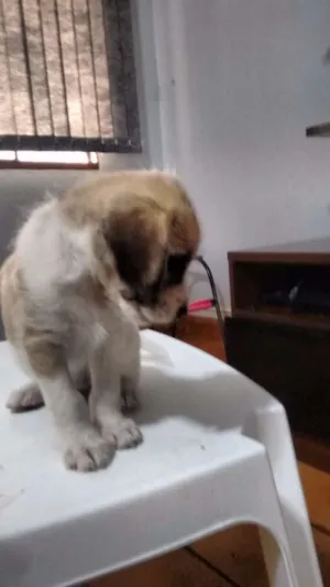 Cachorro raça  idade  nome Doação