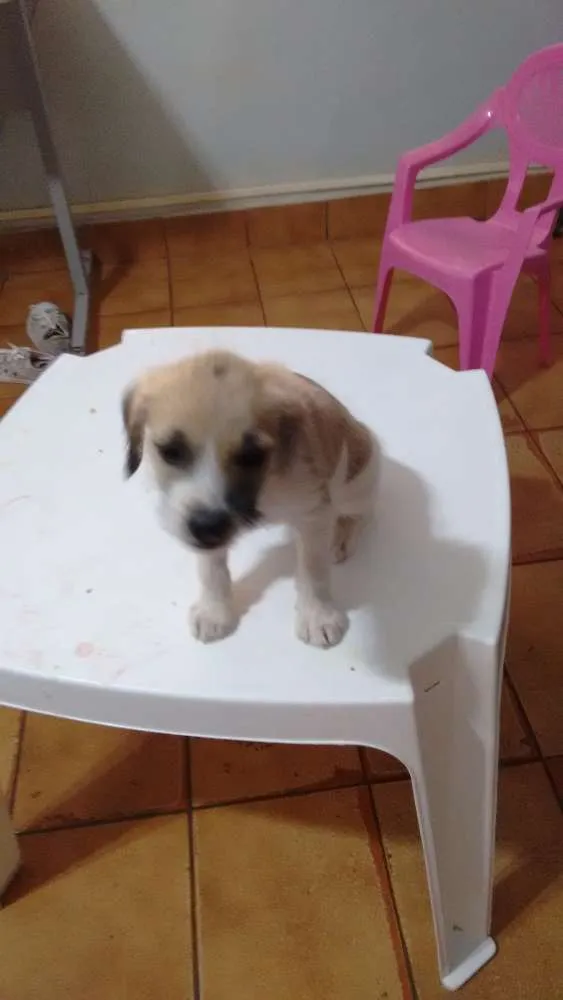 Cachorro ra a  idade  nome Doação