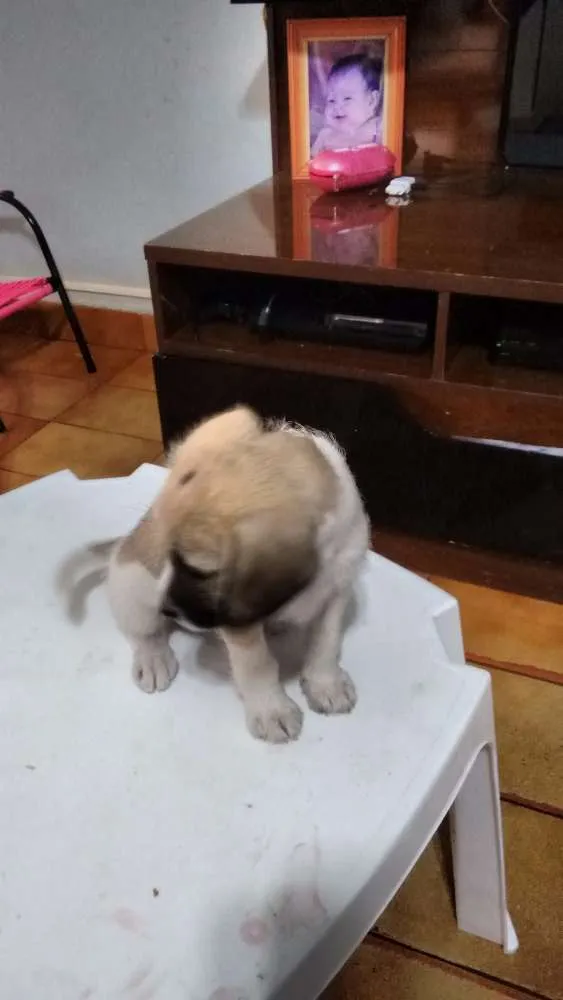 Cachorro ra a  idade  nome Doação