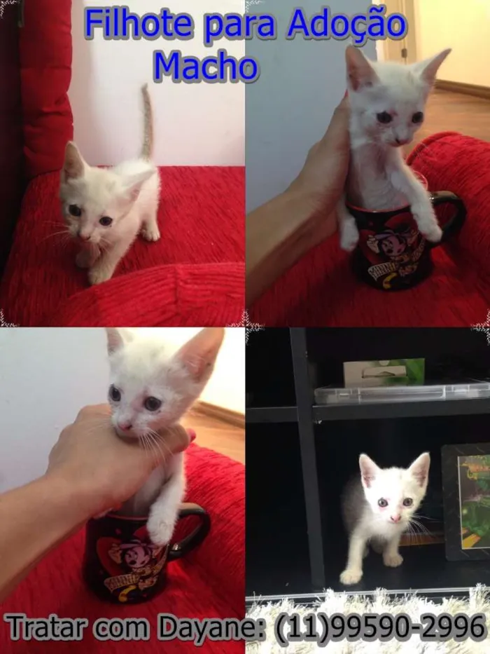 Gato ra a SRD idade Abaixo de 2 meses nome Olaf