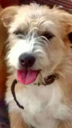 Cachorro raça SRD idade 1 ano nome Marvin
