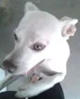Kira