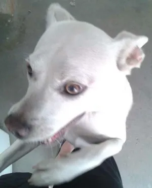 Cachorro raça SRD idade 2 anos nome Kira