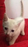 Olaf