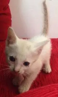 Gato ra a SRD idade Abaixo de 2 meses nome Olaf