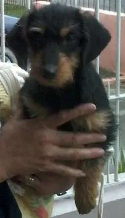 Cachorro ra a Vira-lata idade 2 a 6 meses nome Silvano