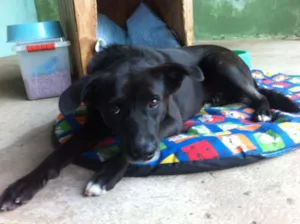 Cachorro raça SRD idade 2 anos nome Nego