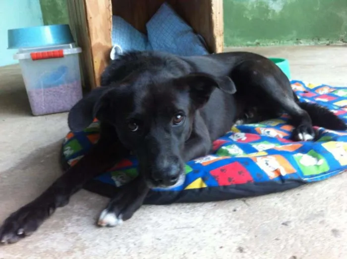 Cachorro ra a SRD idade 2 anos nome Nego