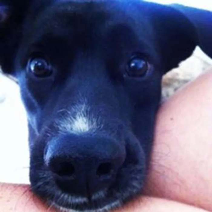 Cachorro ra a SRD idade 2 anos nome Nego