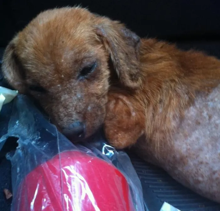 Cachorro ra a Vira lata  idade 2 a 6 meses nome Esperança 