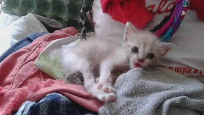 Gato ra a Srd idade Abaixo de 2 meses nome Recém nascida ainda