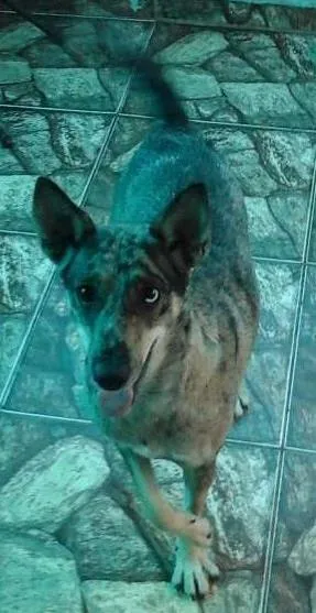 Cachorro ra a SRD idade 1 ano nome Shakira