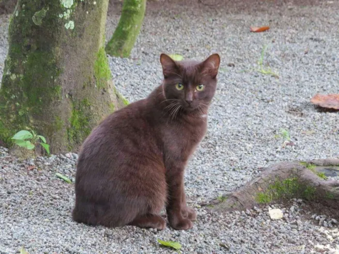 Gato raça SRD idade 7 a 11 meses nome Tödy