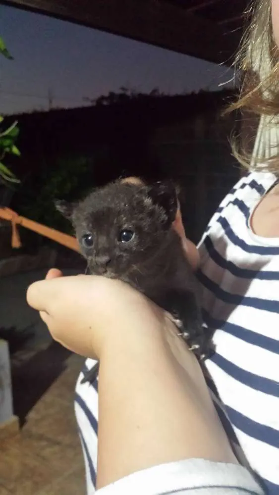 Gato ra a SRD idade Abaixo de 2 meses nome Sem Nome