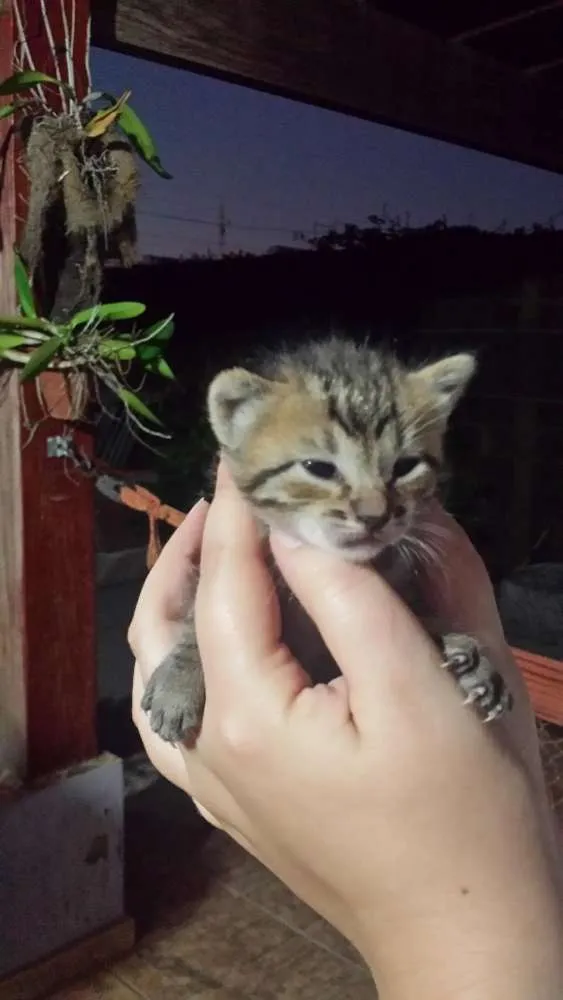 Gato ra a SRD idade Abaixo de 2 meses nome Sem Nome