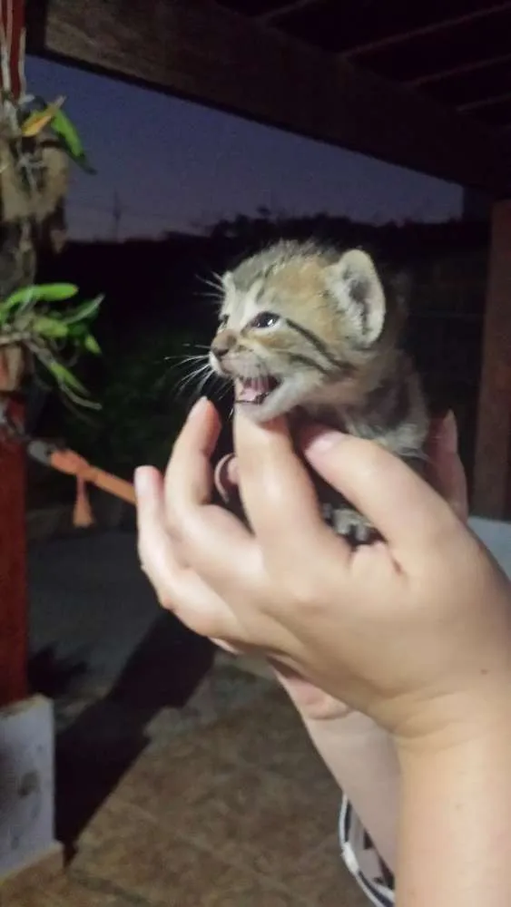 Gato ra a SRD idade Abaixo de 2 meses nome Sem Nome