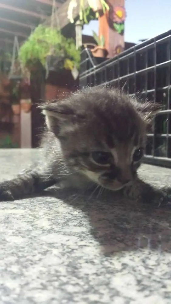 Gato ra a SRD idade Abaixo de 2 meses nome Sem Nome