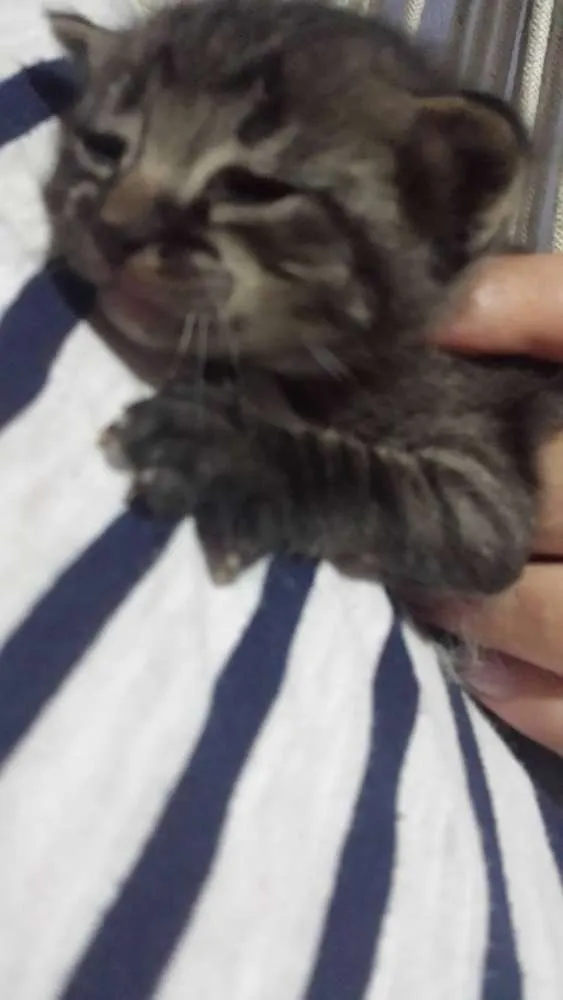 Gato ra a SRD idade Abaixo de 2 meses nome Sem Nome