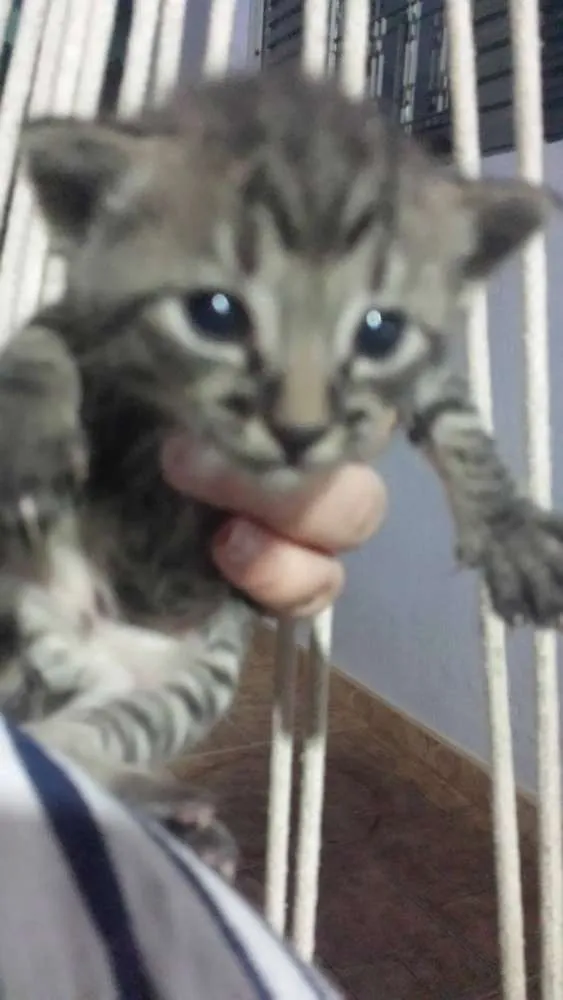 Gato ra a SRD idade Abaixo de 2 meses nome Sem Nome