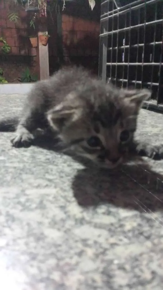 Gato ra a SRD idade Abaixo de 2 meses nome Sem Nome