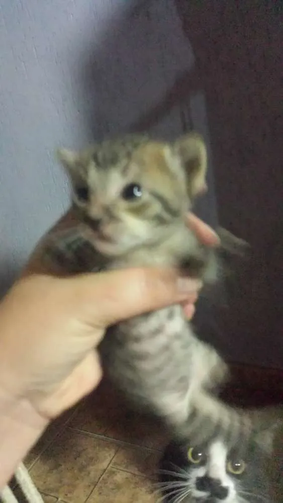 Gato ra a SRD idade Abaixo de 2 meses nome Sem Nome
