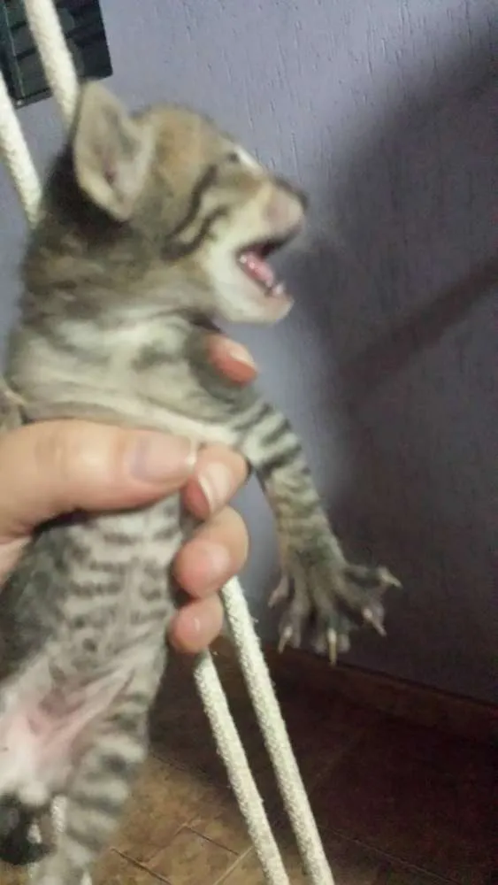 Gato ra a SRD idade Abaixo de 2 meses nome Sem Nome