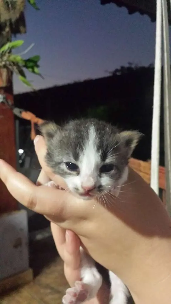 Gato ra a SRD idade Abaixo de 2 meses nome Sem Nome