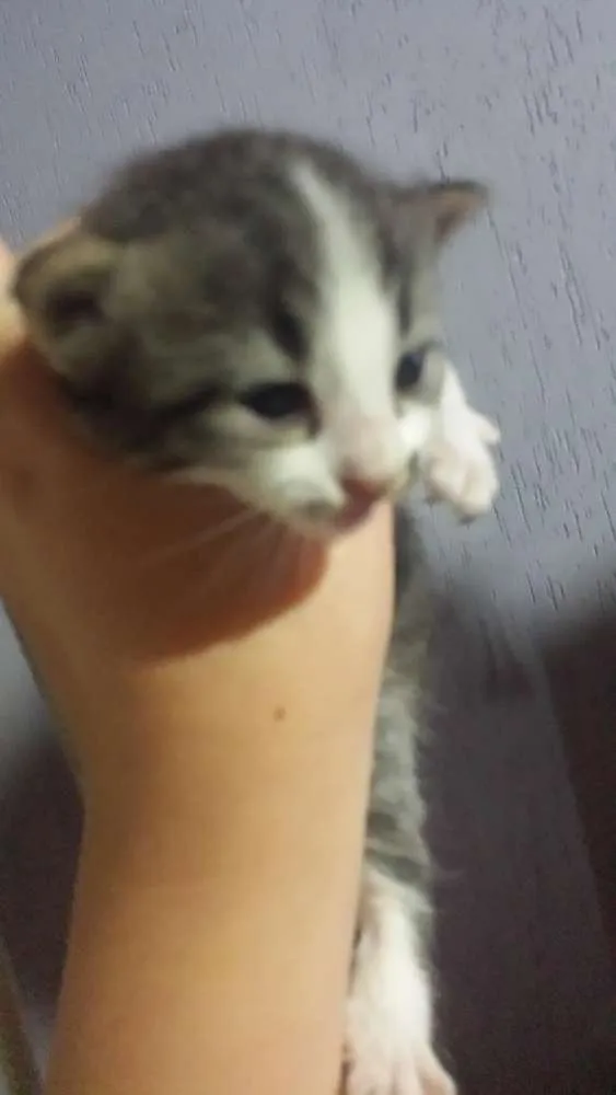 Gato ra a SRD idade Abaixo de 2 meses nome Sem Nome
