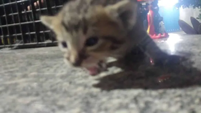 Gato ra a SRD idade Abaixo de 2 meses nome Sem Nome