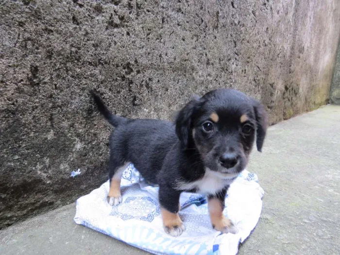 Cachorro raça SRD idade 2 a 6 meses nome Pituco