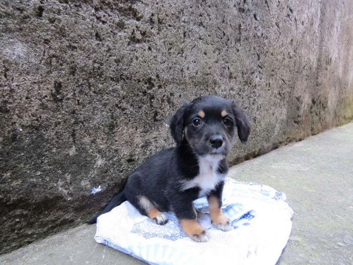 Cachorro raça SRD idade 2 a 6 meses nome Pituco