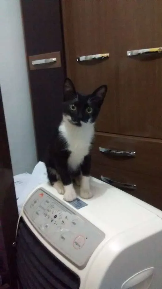 Gato ra a  idade 2 a 6 meses nome Pretinha