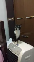 Pretinha