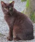 Tödy