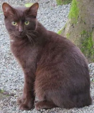 Gato raça SRD idade 7 a 11 meses nome Tödy
