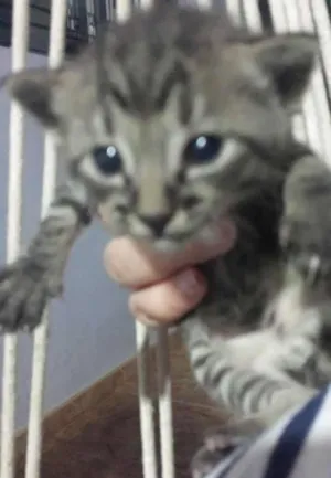 Gato raça SRD idade Abaixo de 2 meses nome Sem Nome
