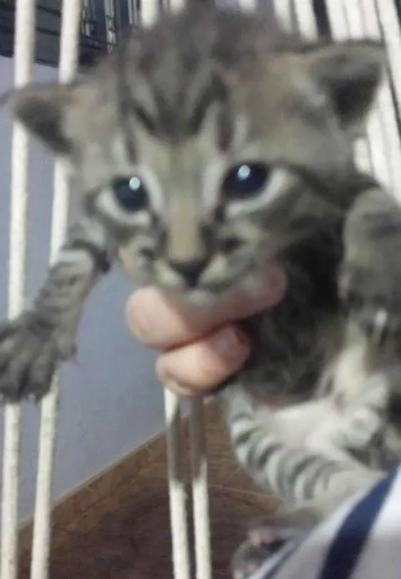 Gato ra a SRD idade Abaixo de 2 meses nome Sem Nome