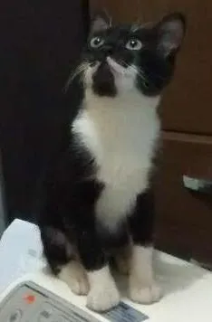 Gato ra a  idade 2 a 6 meses nome Pretinha