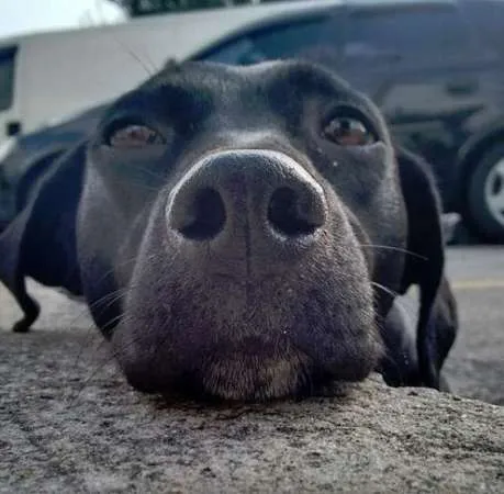 Cachorro ra a Vira Lata idade 2 anos nome Neguinha