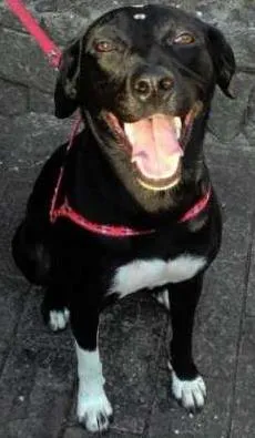 Cachorro raça Vira Lata idade 2 anos nome Neguinha