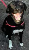 Neguinha