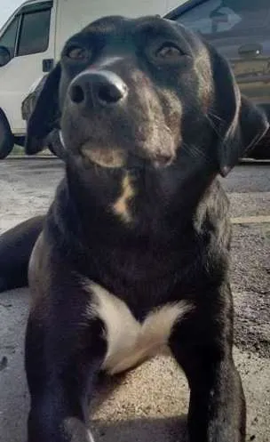 Cachorro ra a Vira Lata idade 2 anos nome Neguinha