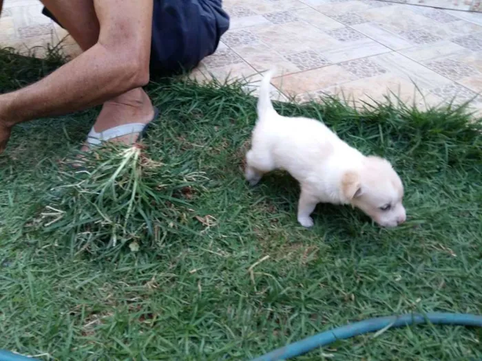 Cachorro ra a amor idade Abaixo de 2 meses nome bebe