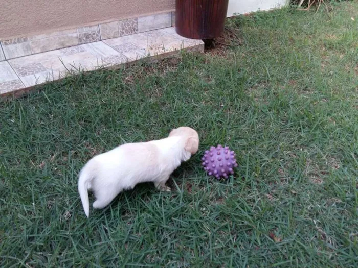 Cachorro ra a amor idade Abaixo de 2 meses nome bebe