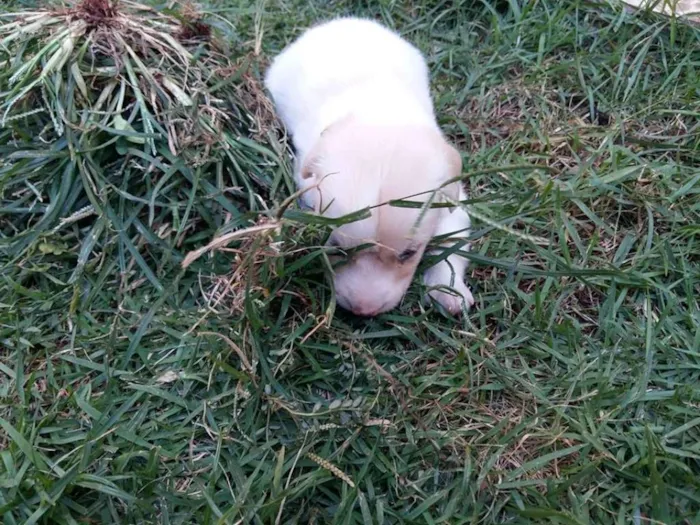 Cachorro ra a amor idade Abaixo de 2 meses nome bebe