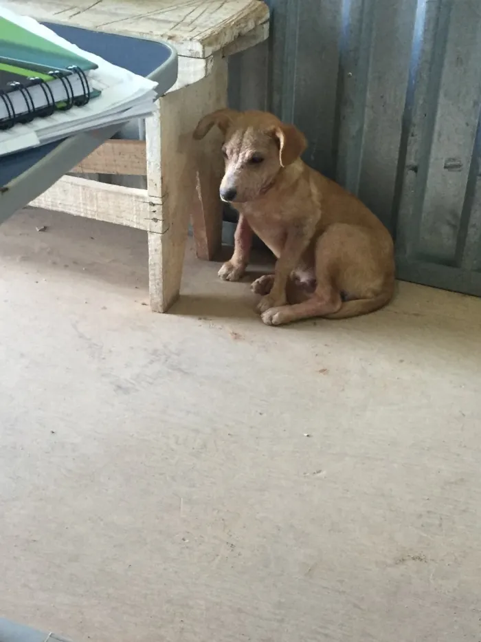 Cachorro ra a Vira lata idade 7 a 11 meses nome Makita