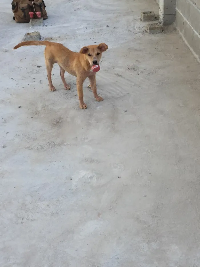 Cachorro ra a Vira lata idade 7 a 11 meses nome Makita
